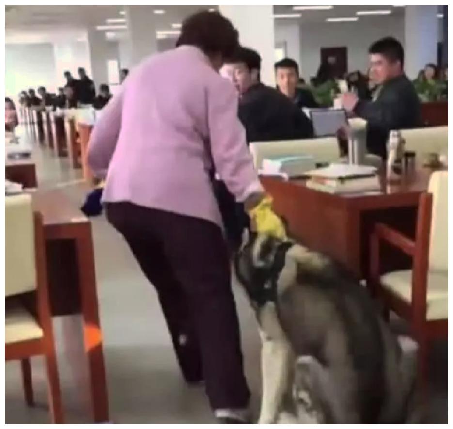 二哈偷溜进警官培训课堂, 别误会: 它不是来求上进, 是打酱油卖萌