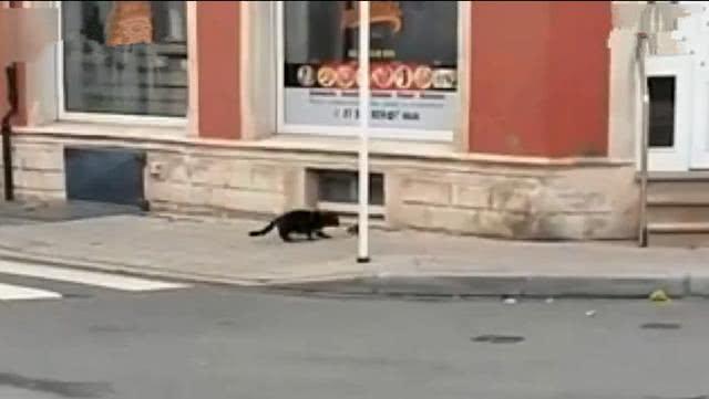 黑猫偶遇老鼠, 上前试探却被老鼠撵着猛追, 猫咪脸上写满慌张!