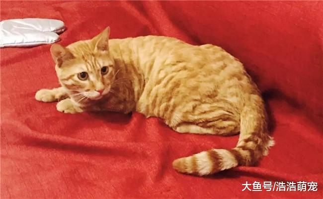 便宜又好养的4种猫咪, 第二种最流行, 第三种一百块不到