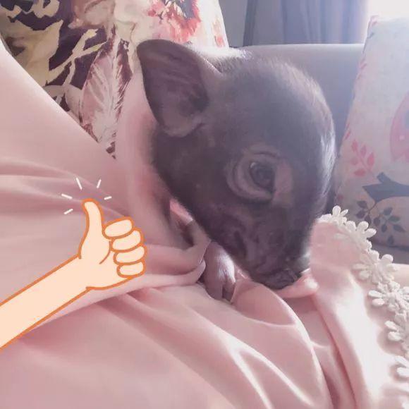 村民靠养猪脱贫, 小猪崽被当成宠物售出, 成为铲屎官的猪年萌宠!
