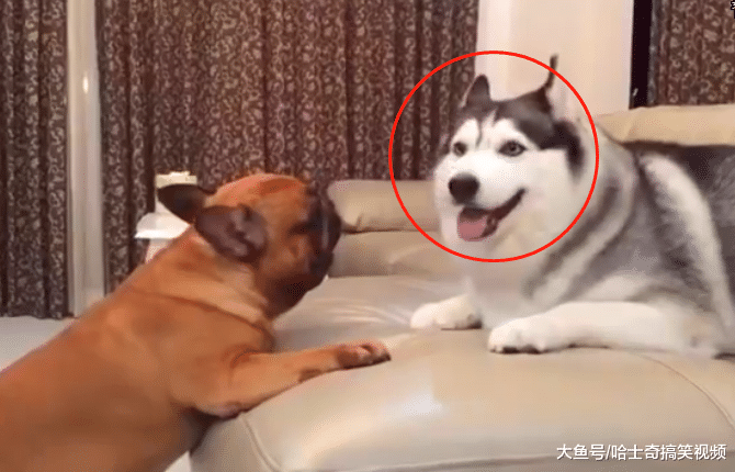 二哈越来越胖行动不便, 结果被几只小狗欺负, 多么痛的领悟