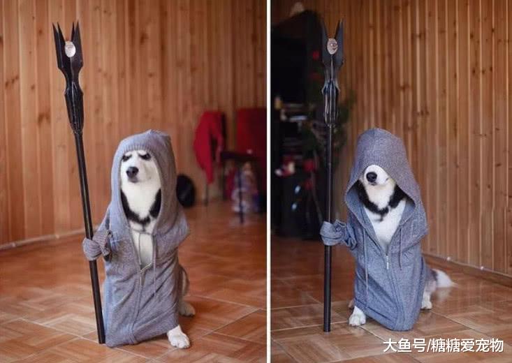 原来二哈也可以“文质彬彬”的吗? 网友: 怎么办, 我还是笑喷了!