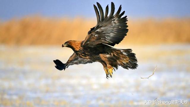 金雕空中抓捕山羊, 结果反被山羊弄得身负重伤, 阴沟里翻船