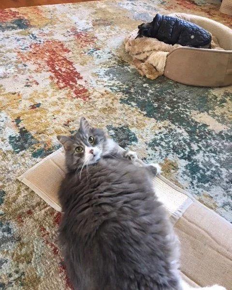 因公司倒闭而遭到弃养的失明猫咪, 最后的归宿却暖心得不行