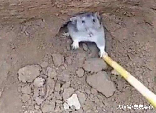 男子发现墙角有一只老鼠, 用棍子赶它, 老鼠的行为颠覆了他的认知