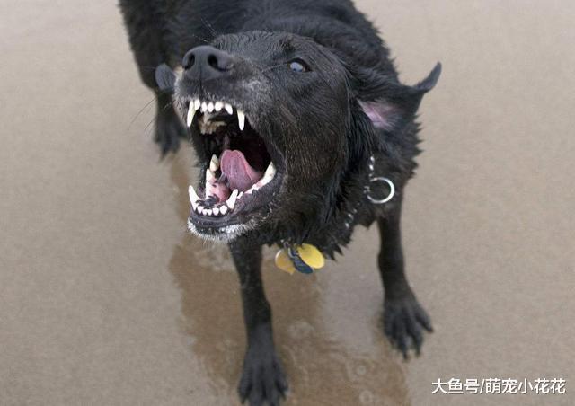 就算和拉布拉多感情再好, 这5件事也不要对它做, 咬你也不留情!