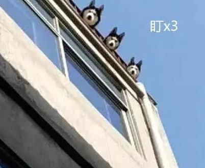 自从在楼顶养了三只二哈, 周围治安都提高了, 邻居: 狗头监控头?