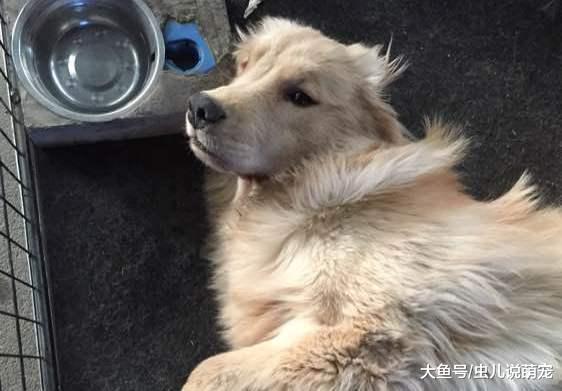 金毛跑到外面去乱叼东西, 网友: 囚禁大牢, 等候处置!