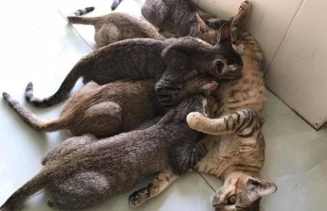 主人听到客厅传来母猫的惨叫声, 出去一看哭笑不得: 自己造的孽!