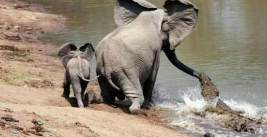 大象妈妈不幸被鳄鱼咬住, 小象做了这个举动, 成功逆转了局势!