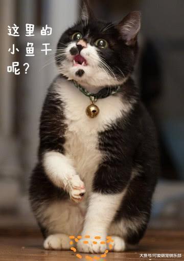 主人将小鱼干拿走, 瞬间被猫咪的反应笑喷! 猫咪: 朕的小鱼干呢?