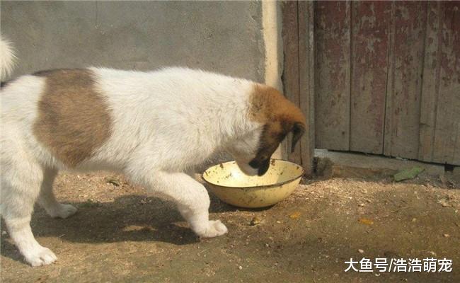 养狗久了, 会有5种“走火入魔”的表现, 你中了吗?