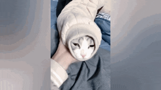 猫咪怕冷, 偷偷躲进主人衣袖里, 猫: 别动我, 冷……