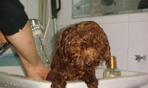 导致贵宾犬褪色的5个原因, 你了解吗?