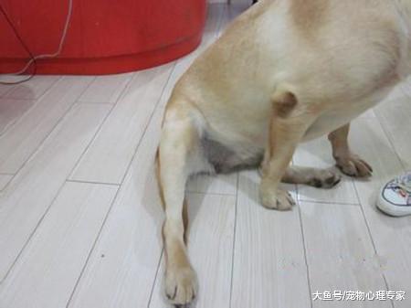 狗狗腿脚不利索, 很有可能是髋关节发育不良, 及时干预很重要