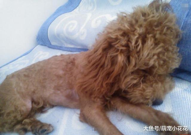 你也许不清楚, 这5种行为, 其实是在谋杀你的狗狗!