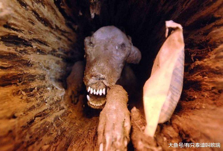 伐木工人砍树一半惊见「狗狗木乃伊」吓死! 「被困50年」原因很心酸