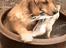 鸭子在水缸里游泳, 金毛担心它溺水, 拼命咬着脖子往外拖, 笑喷了