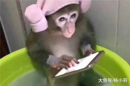 男子边打游戏边看猴子洗澡, 当他起身拿浴巾一回头: 游戏害猴害己