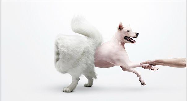 幼犬熟睡被迫抽烟, 手爪抽搐疑似受到伤害, 网民震怒要求惩处主人