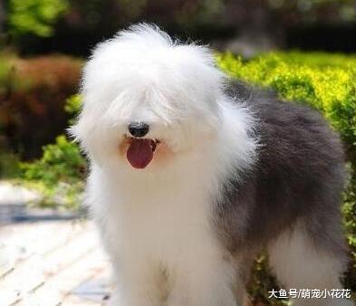 你觉得什么狗狗“不忠诚”? 我认为是这5大狗狗, 见人就亲!