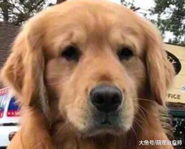 记者采访一只金毛, 它面对镜头十分的紧张: 什么都不知道别问我!