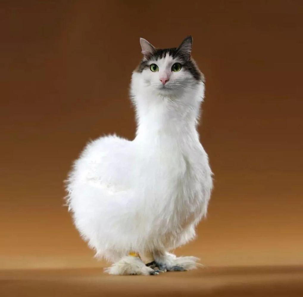 喵星人要是称霸地球上的所有物种, 那会是哪番光景?