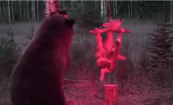 棕熊想吃羚羊, 没想到这只羚羊有电, 这让棕熊无处下口