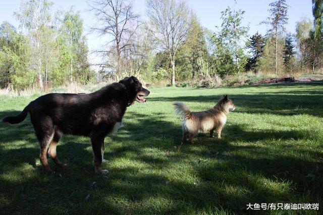 家人以为12岁老狗失踪担心他回不来, 看到「脖子上字条」才知道他偷跑出去救了性命当英雄!