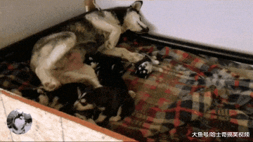 二哈太困不想喂奶, 结果直接把奶狗踢开, 网友: 被踢笨了