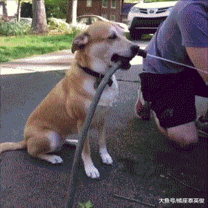 你家狗狗有没有什么过人的特长? 我都不好意思说, 我家狗特能装!