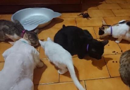 铲屎官喊小猫来吃饭, 结果一次性来了10只猫: 铲屎的我也要吃