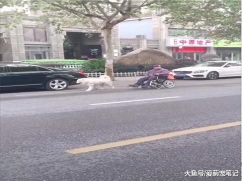 萨摩耶帮老人引路时, 还用吠声提醒车辆避让轮椅, 这狗狗好暖心啊