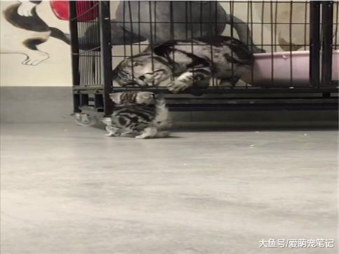 猫父子第一次见面, 感觉瞬间就认出了彼此, 网友: 源于本能的爱啊