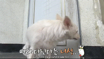 老人晕倒被送院剩忠犬露宿家门, 痴呆的他忘了一切却忘不了这记忆