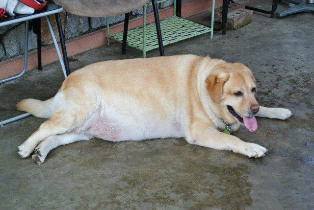 狗狗越胖越容易长脂肪瘤, 虽然不致命但还是要预防