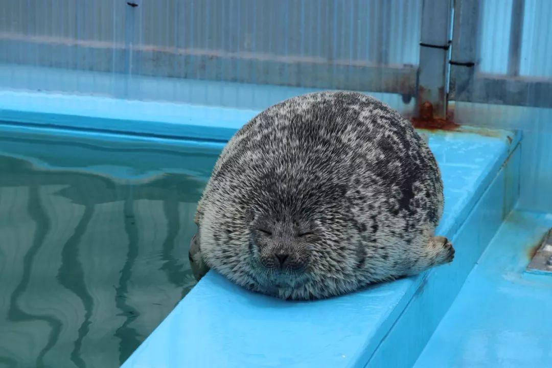 大家注意了, 毛绒绒的海豹这次又来抱团卖萌了