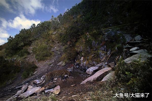 雪豹和豹子的栖息地有重叠吗? 它们谁更强?