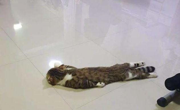 南方猫咪去北方过冬, 没被冻死竟然还不想走, 喵: 你一个人回去吧