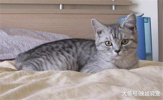 如果你家猫咪有下面5种行为, 你最好“管教”一番, 不然它会闯祸