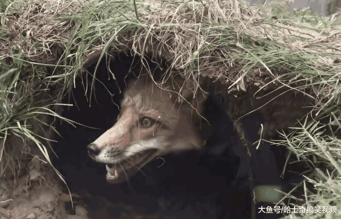 狐狸对战德牧, 它却能靠“地道”脱身, 网友: 的确很狡猾