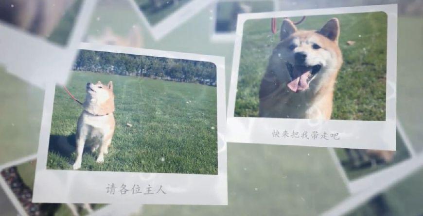法院500元拍卖纯种柴犬, 15万人线上围观