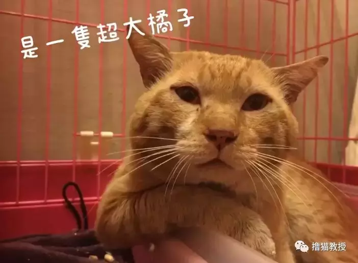 从混迹街头的凶狠橘大哥, 到生病后退隐家庭的橘猫