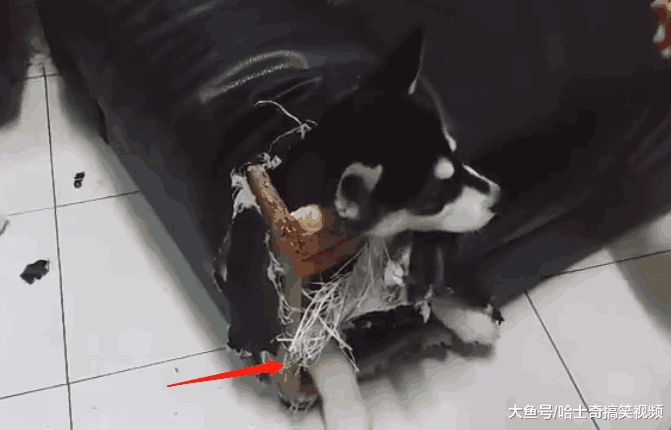 主人下班回家, 二哈却不见了, 找到它时“杀狗”的心都有了