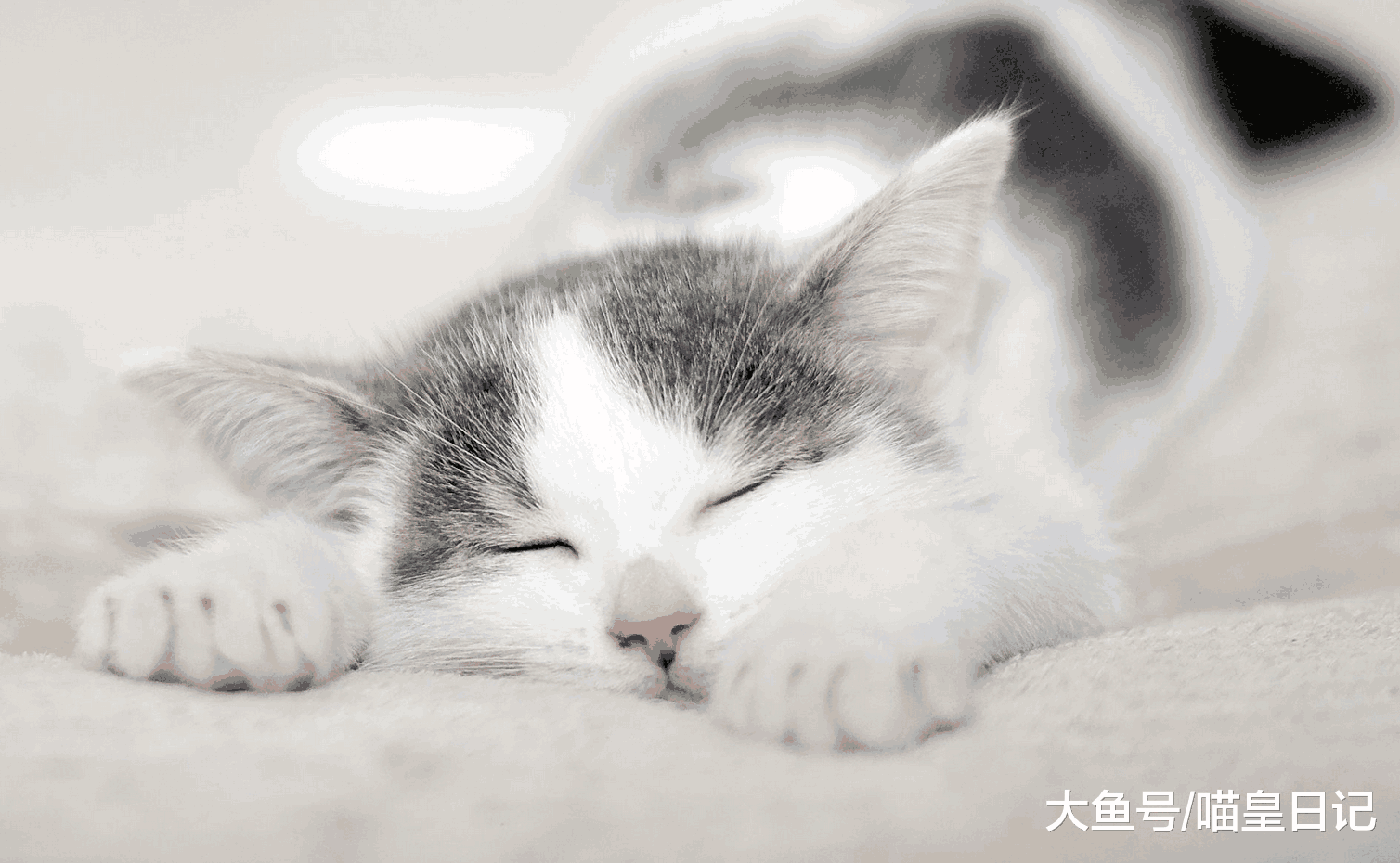 养猫小课堂: 当喵星人有这三个表现时, 铲屎官知道是什么意思吗?