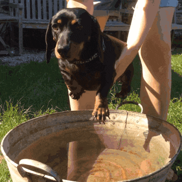 拉布拉多犬最聪明的狗之一, 有四件事你绝对不能对他做!