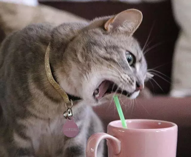 花式喝水, 我只服喵星人