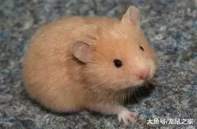 一文带你走进仓鼠世界: 仓鼠种类之叙利亚仓鼠(上)