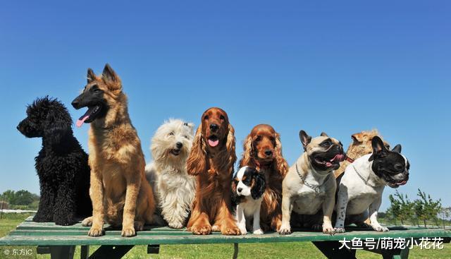 狗狗的6种性格类型, 你家是胆小型还是二货型?