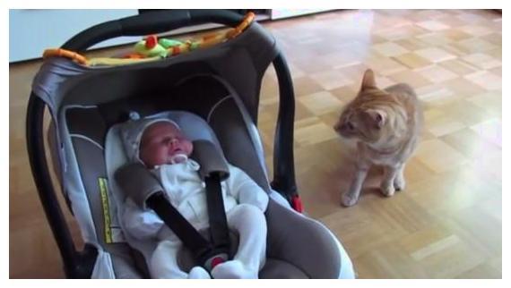 猫咪对新生儿“一脸痴汉样”, 主人偷瞄发现秘密: 它不知轻重!